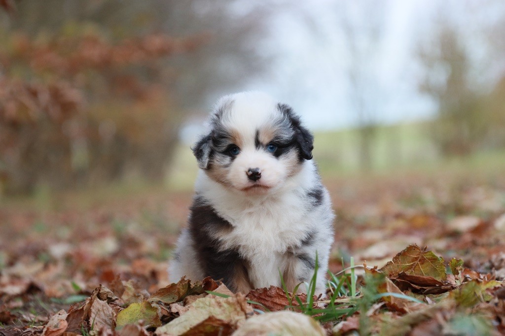 de la rivière des Aulnes - Berger Américain Miniature  - Portée née le 22/10/2023